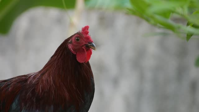 Close-up portrait of a chicken. chicken looking at the camera