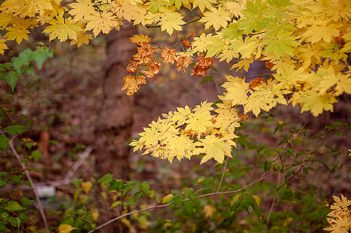 Golden yellow orange red maple leaves close-up on the blurred background. Sunlight. Bright autumn foliage background. Fall panoramic backdrop. Copy space