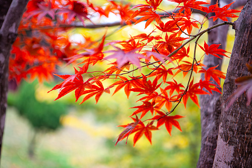 beautiful autumn maple leaf. taken at yamanashi japan