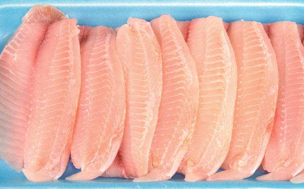 istock fresh raw tilapia fish fillet as food background 1981720493