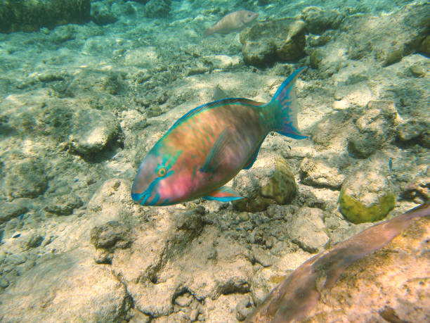 [Guam] Wild parrotfish swimming underwater.