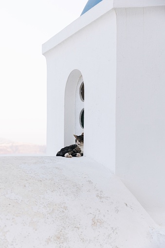Greek cat sits on the roof of a Cycladic church in Oia, Santorini, Greece