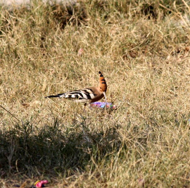 eurasian hoopoe (upupa epops) searching for worms on the ground : (pix sanjiv shukla) - sand dune stock-fotos und bilder