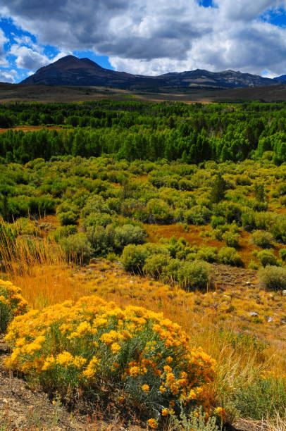 istock Late summer on the Eastern Sierra Nevada 1981793690