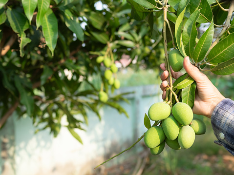 Mango Tree, Farmar Holding Mangos Green Growth Tree for Harvest Crop in Garden Organic Farming Countryside Garden Nature, Summer Tropical Fruits Asian Thailand, Products worker Agricultural Outdoor.