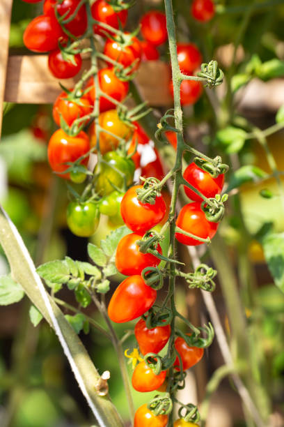istock Fresh organic cherry tomatoes on tree in the garden 1981869725
