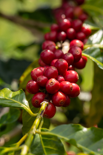 Cherry coffee beans on the branch of coffee plant.