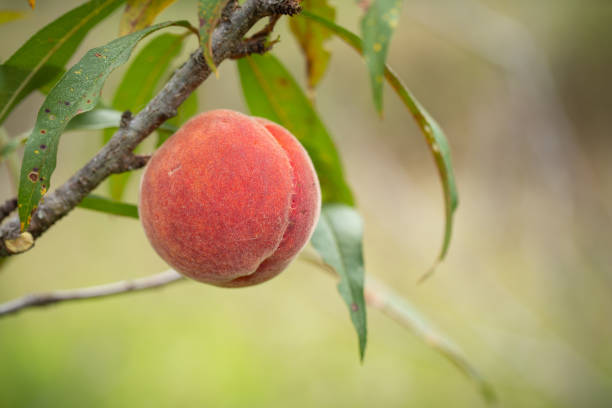 Fresh organic peaches on the tree in garden.