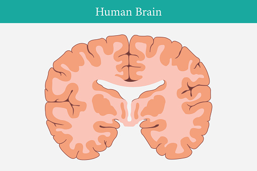 vertical cross sections through cerebrum. cross section of human brain. eps 10
