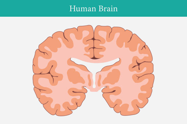 Untitled-1 vertical cross sections through cerebrum. cross section of human brain. eps 10 cortex stock illustrations