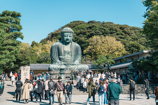 The Great Buddha of Kamakura is a statue, located in Kamakura, Kanagawa Prefecture. Landmark and popular for tourists attraction near Tokyo, Japan. Kanagawa, Japan, 16 November 2023