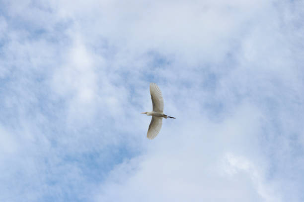 istock Great Egret flying in the clouds 1981924642