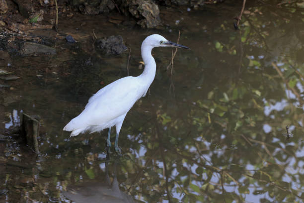 Egret At Mangrove. ACEH, INDONESIA