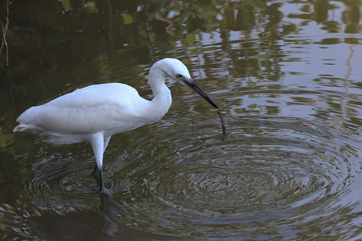 White heron in the pond. Photograph of a white heron in a natural environment.
