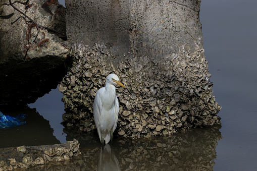 Egret At Mangrove. ACEH, INDONESIA