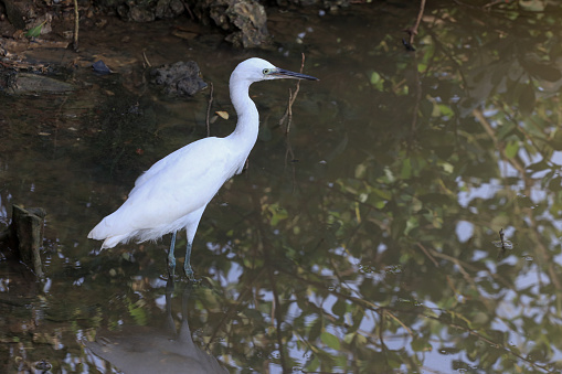 Snow egrets search for food in the rivers of Aceh's mangrove forests
