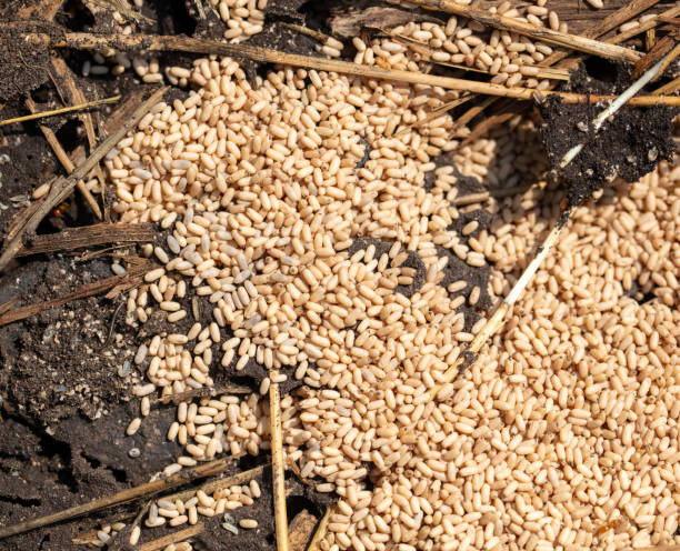 istock Close up of red ant eggs. Macro 1981946082