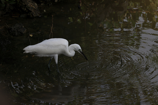 Egret At Mangrove. ACEH, INDONESIA