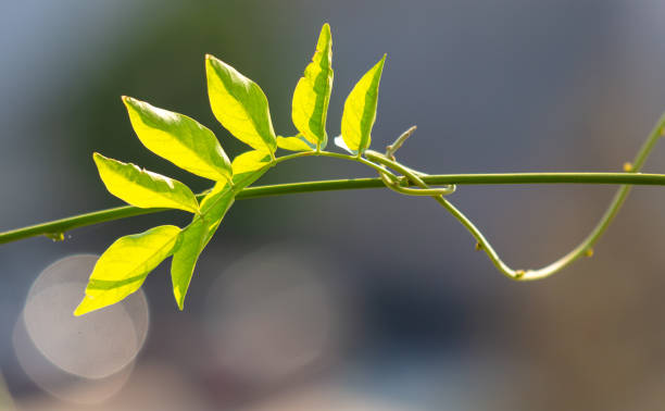 istock Green leaves on a plant in summer 1981946586