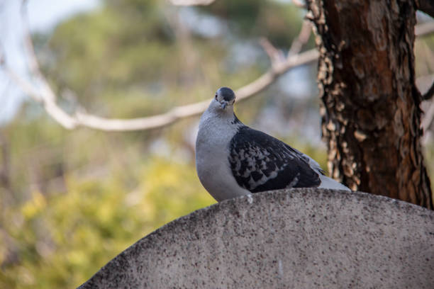 This pigeon kept seeing me while resting and curiously following my movements