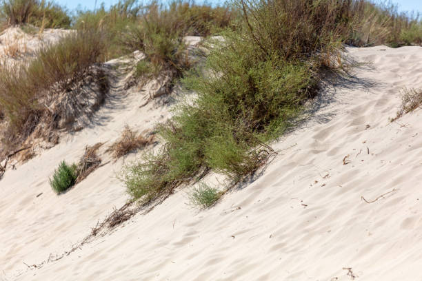 istock Plants grow on sand in the desert 1981947653
