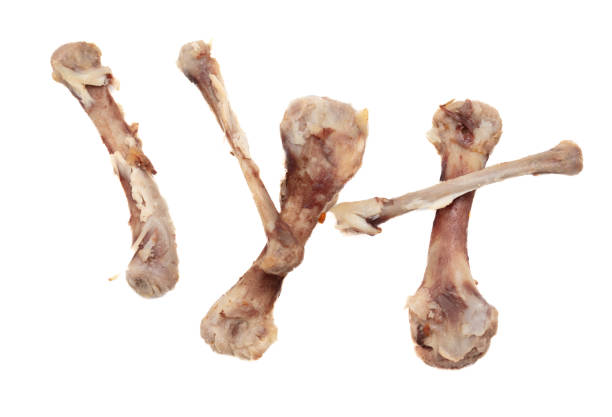 istock Chicken bone isolated on white background. Close-up 1981962774