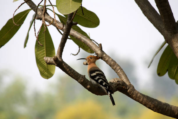 eurasischer wiedehopf (upupa epops) sitzt auf einem plumeria-baum : (pix sanjiv shukla) - sand dune stock-fotos und bilder