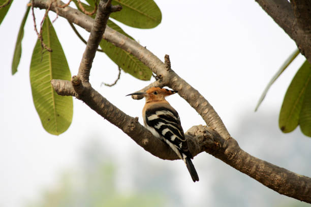 eurasischer wiedehopf (upupa epops) sitzt auf einem plumeria-baum : (pix sanjiv shukla) - sand dune stock-fotos und bilder