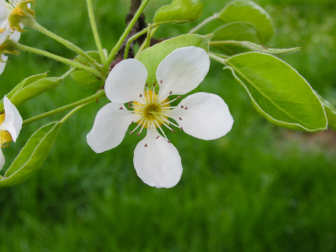 Branch with pear flowers on green natural background. Close up of the pear blossom