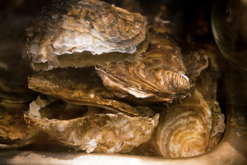 Heap of raw oysters, ready-to-eat. Market stand, Santiago de Compostela, A Coruña  province, Galicia, Spain.