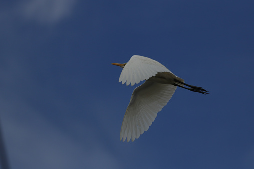 Snowy egrets flying over the mangrove forests of Aceh