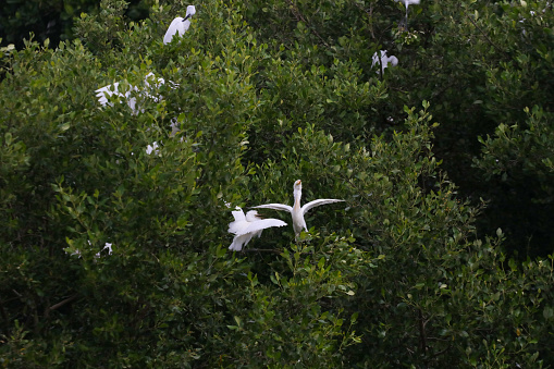 In the mangrove forests of Aceh, there is a group of elegant Snow Egrets. With clean white feathers, they move lightly among the towering mangrove roots. Gracefully, they forage in the marshes, creating a captivating sight. The rustle of leaves and the ripple of the river water add to the wonder of this natural scene in the lush mangrove forests of Aceh.