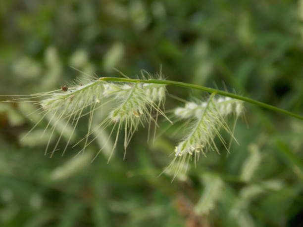 istock wild plant oplismenus burmannii 1982005900