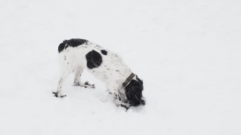 A hunting dog of the Russian Spaniel breed, black and white color, plays in the snow on a winter day.