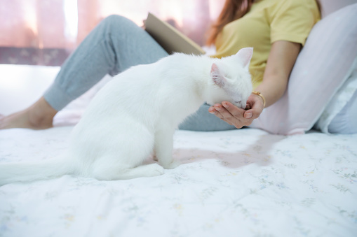 Crop of white kitten eating snack in owner hand deliciously in bed room, Cat and owner interaction normally at home.