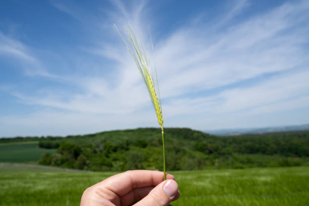 istock Hand with grain in the countryside 1982031007