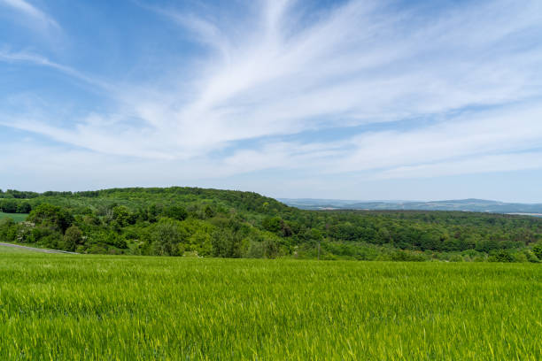 istock Grain field and trees in the countryside in spring 1982031022