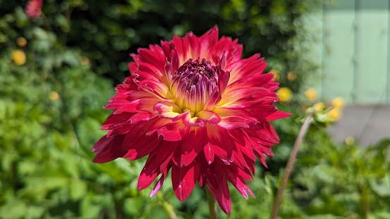 Salmon-colored dahlia and bud with raindrops, late summer. Foliage in background.