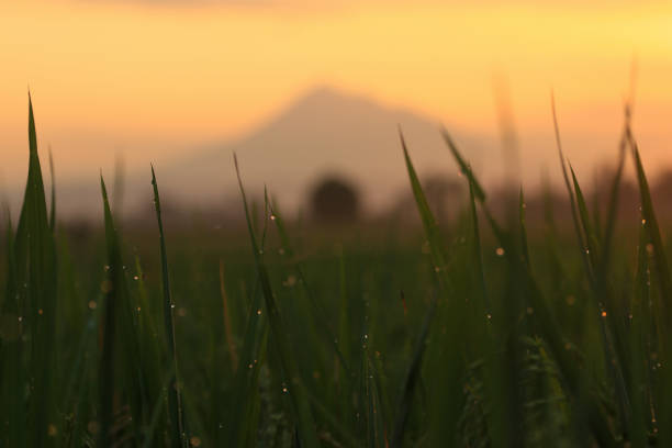 Epic views of rice fields and mountains at sunrise, Aceh-indonesia