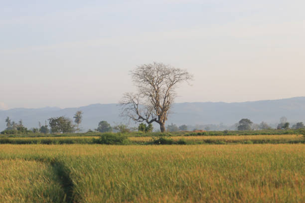 Beautiful expanse of rice fields at sunrise, Aceh-indonesia