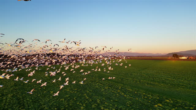 Flock of Snow Geese Taking Flight at Dusk