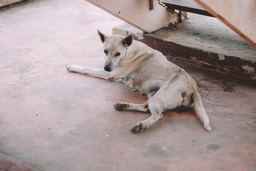 Thai homeless dog
