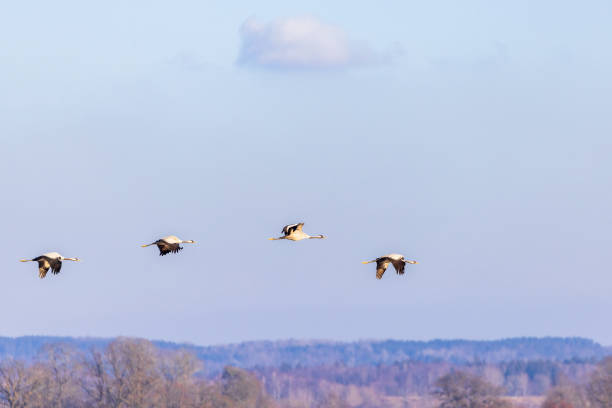 istock Cranes flying above the spring landscape 1982058952