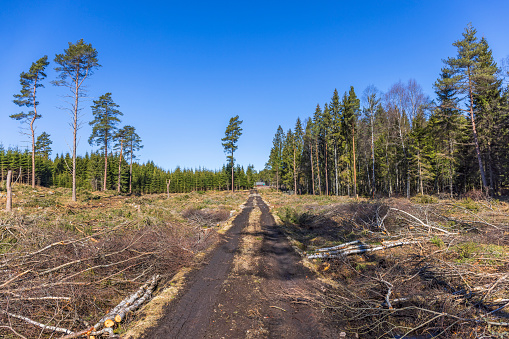 Clearcutting in the forest with a dirt road