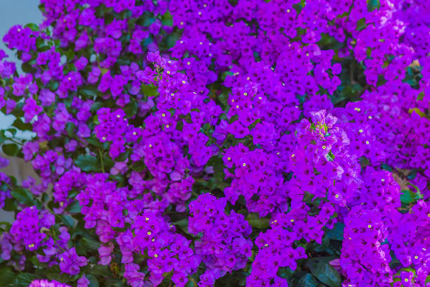 istock Textured Background Photography. Blossoms 1982060543