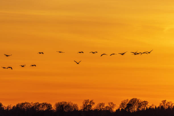 istock Flying Cranes above treetops in the sunset 1982063178