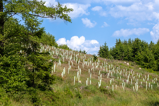 reforestation with tree seedlings with plastic tubes around stem growing in rows