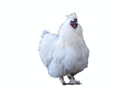 White hen isolated on white background.