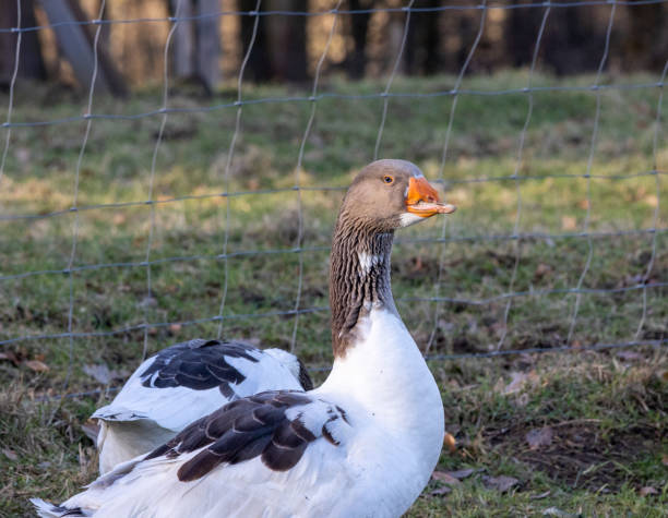 Goose on a farm in Sauerland
