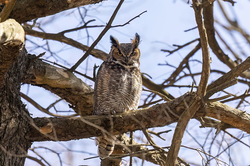 Great horned owl (Bubo virginianus) sitting on the pine tree